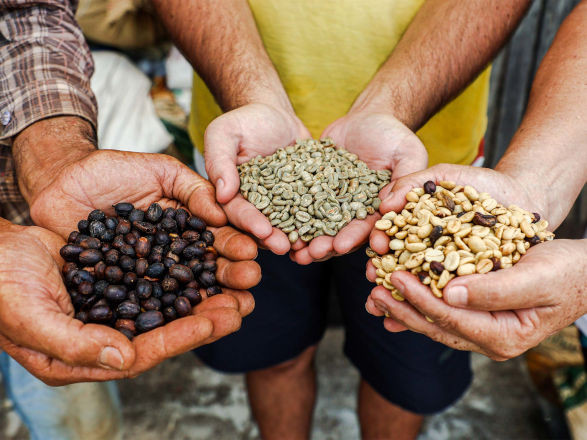 cafe qualidade 24 11 2025