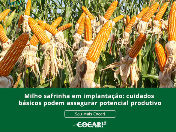 cocari II 25 02 2026