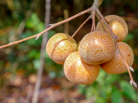 conjuntura agro 13 03 2026