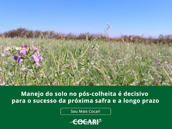 cocari II 24 03 2026