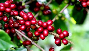 SELO DE QUALIDADE: Café produzido no norte do Paraná recebe certificação de IG	  