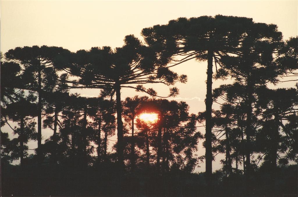 MEIO AMBIENTE: Paraná começa em fevereiro o inventário de florestas  