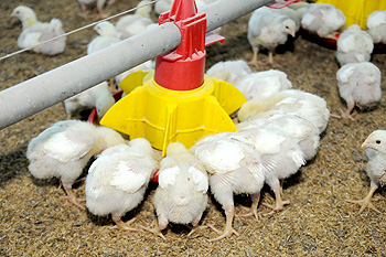 CARNES: Depois da crise, avicultura tenta se recuperar 