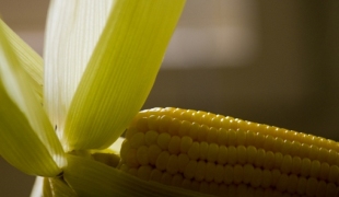 AGRONEGÓCIO: Valor de produção do milho mais do que dobrou nos últimos seis anos 