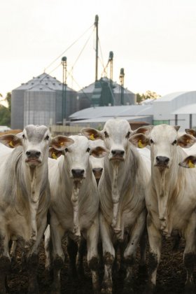 CARNE I:  Embargo russo termina 
