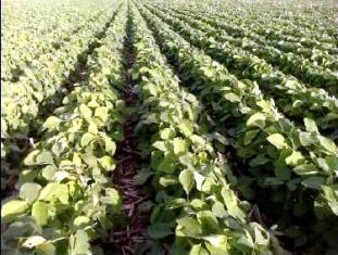 SEMEADURA TARDIA: Argentina quebra calendário para cumprir plano de plantio 