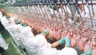 COMÉRCIO: África do Sul desiste de aplicar tarifas sobre frango brasileiro 
